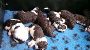 Spanish water dog puppies like all other puppies are incredibly cute and it is all too easy to spoil them when they first arrive in their new homes. Spanish Water Dog Puppies For Sale Spanish Water Dog Dog Breeders