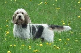 Image result for velký vendéeský hrubosrstý honič