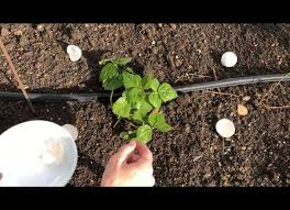 Check spelling or type a new query. How To Get Rid Of Garden Pests Chas Crazy Creations
