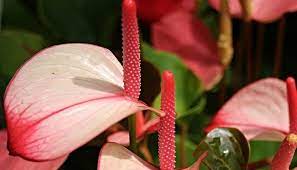 Anthurium Flower Meaning Symbolism And Colors