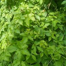 Image result for Ctenolepis cerasiformis