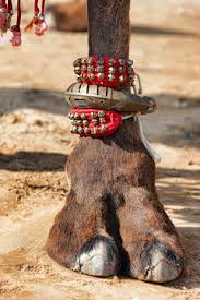 It has nostrils that can open. 212 Best Camel Toe Images Stock Photos Vectors Adobe Stock
