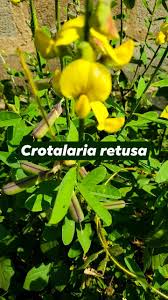 Image result for Crotalaria retusa