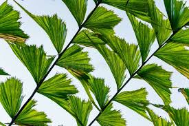 Image result for Caryota urens