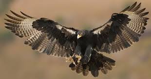 Verreaux S Black Eagle Black Eagle Animal Spirit Guides Eagle