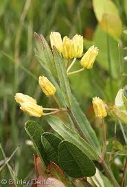 Savannah Milkweed Asclepias Pedicellata Is Native To Fl Ga Nc Sc Asclepias Milkweed Plants