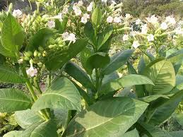 Image result for Nicotiana tabacum