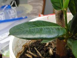 Keep the plant under a light shade and avoid direct sunlight until the new root system is well developed. Ficus Elastica Rubber Plant A Fascinating Green World
