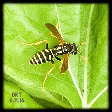 Paper Wasp On My Sunflower Plant Planting Sunflowers Plants Sunflower