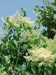 Check spelling or type a new query. Pin On The Garden