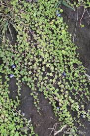 Image result for Lobelia minutula