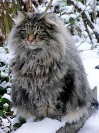Norwegian Forest Cat Aww Norwegian Forest Cat Rare Cats Norwegian Cat