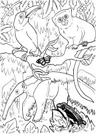 There are pages on the morpho butterfly, toucan, anaconda, sloth, howler monkey, kinkajou, tarantula, piranha, capybara, poison arrow frog, and giant anteater. Free Printable Rainforest Coloring Pages Coloring Home