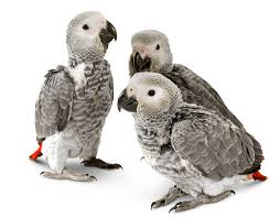 People across the world delight in watching louis and aila's efforts to raise a family each year, but did you know that these. Endangered Animal Facts For Kids Dk Find Out