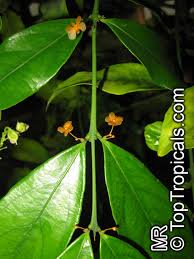 Image result for Salacia