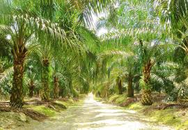 Click use type to view details of each listing. What Are Things Should Know About Agriculture Land For Sale In Malaysia