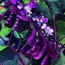 Passion flowers, or passion vines, produce intricate purple flowers, and sometimes white. Hyacinth Bean Seed Red Leaved Hyacinth Vine Flower Seeds