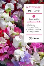 Die 10 Schonsten Duftpflanzen Fur Garten Balkon Plantura Pflanzen Gartenwicke Garten