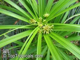 Image result for Cyperus sp.no.5