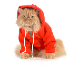 Cat wearing clothes with typos 'my cat was right about you', 'you can adopt a cat', 'cool cat lady', including cat prints in various colors. Whisker Fabulous Can Cats Wear Clothes Five Tips For Cat Owners