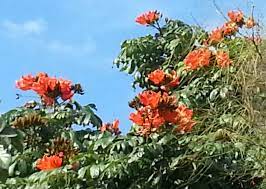 You can do this by storing them in a refrigerator. South Florida It S A Cold Day In January And This African Tulip Tree Is Blooming Like Crazy Bloom Plants Tulips