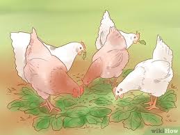 3 Ways To Help A Pecked Chicken With A Wound Wikihow