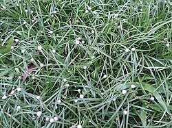 Image result for Kyllinga robinsoniana