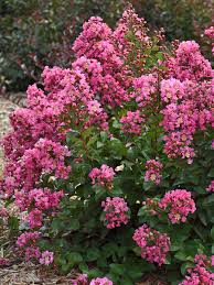 Image result for Lagerstroemia indica