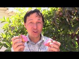 Los angeles, riverside, orange county, san bernardino. Front Yard Home Orchard In La Grows Over A Dozen Rare Tropical Fruit Trees Youtube