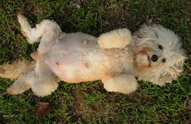 Check spelling or type a new query. Care Instructions For Your Lumar Female Guardian Dog Lumar Labradoodles