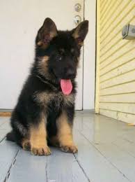 Black And Red German Shepherd Puppies For Sale In Nj A Cute German Shepard Puppy My Dream Dog Puppy Animals Cute Animals Baby Animals