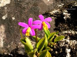 Image result for Ypsilopus liae