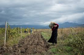 Find the best agricultural land in kerala. Farmlandgrab Org