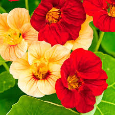 Maybe you would like to learn more about one of these? Earth Seeds Co 50 Pcs Nasturtium Tom Thumb Mixed Seeds Vibrant Colour Edible Flowers And Leaves Bee Flower Plants Seeds Easy Plants For Beds Borders And Containers Buy Online In Samoa At