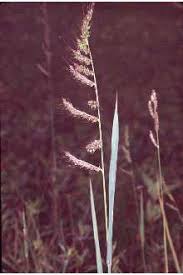 Image result for Echinochloa crus-galli