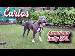 We are top class breeders dedicated to produce the best american bully puppies on earth. American Bully American Bully Xxl Bully Pitbull 9 Months Old Rambunctious Carlos India Youtube