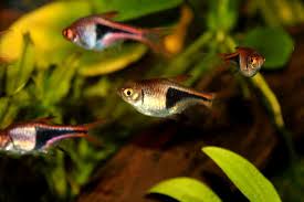 The first reason why fish tends to form schools is for protection against other predatory species. 13 Awesome Schooling Fish For Your Aquarium With Pictures