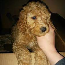 5 days ago on puppyfind. Goldendoodle Puppies For Sale In Greensboro North Carolina Classified Americanlisted Com