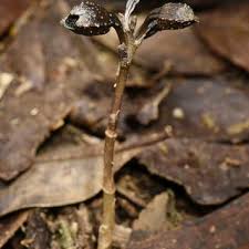 Image result for Gastrodia rwandensis