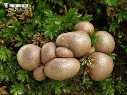 Wolf S Milk Slime Mushroom Pictures Wolf S Milk Slime Images Stuffed Mushrooms Mushroom Pictures Slime