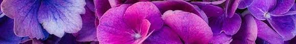 Shop online or call us toll free. Wholesale Country Blooms Flower Farm