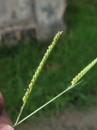 Image result for Urochloa brizantha