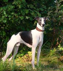 Whippet Lifespan Health Problems And Quality Of Life