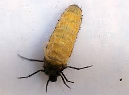 October Caddis Outside Of Its Case Entomologie Et Insectes