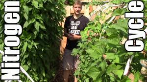 Understand that this is not a fast method of raising nitrogen. How To Add Nitrogen To Soil