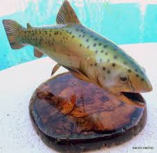 Custom painted & 100% guarantee 20 Cypress Wood Rainbow Trout Full Mount Trophy