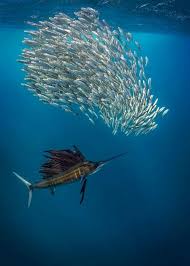 Epingle Par Meduse Sur Animaux Under The Water Animaux Aquatiques Animaux