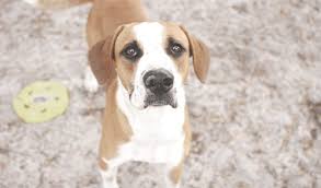 Maybe you would like to learn more about one of these? Adopt Humane Society Tampa Bay
