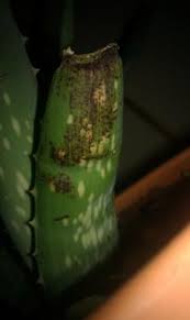 The light is not the brightest here. Browning Aloe Vera Help Please