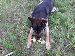 pin ot polzovatelya kinolog na doske sobachi progulki sobaki griby